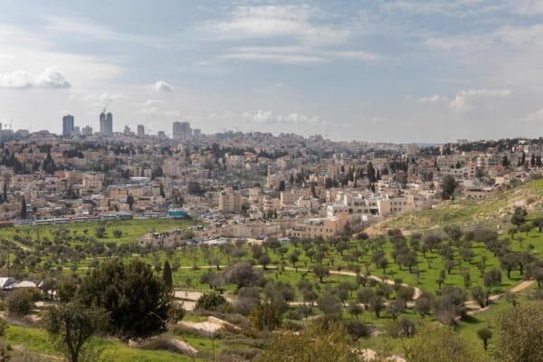 Oliivipuita Palestiinassa